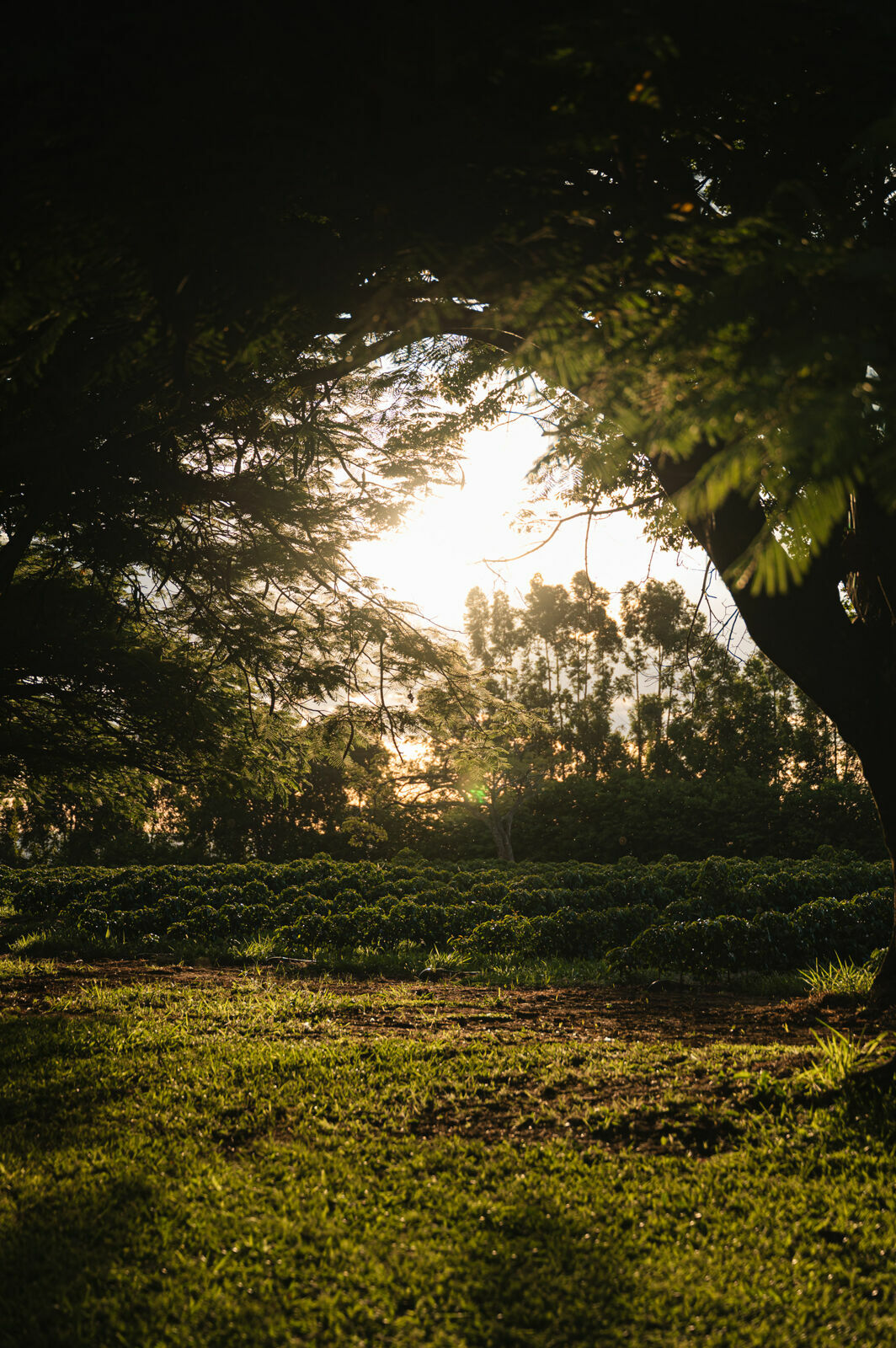 Foto ensaio pre wedding altinopolis sp leticia duane Foto ensaio pre wedding altinopolis sp leticia duane - Imagem 37