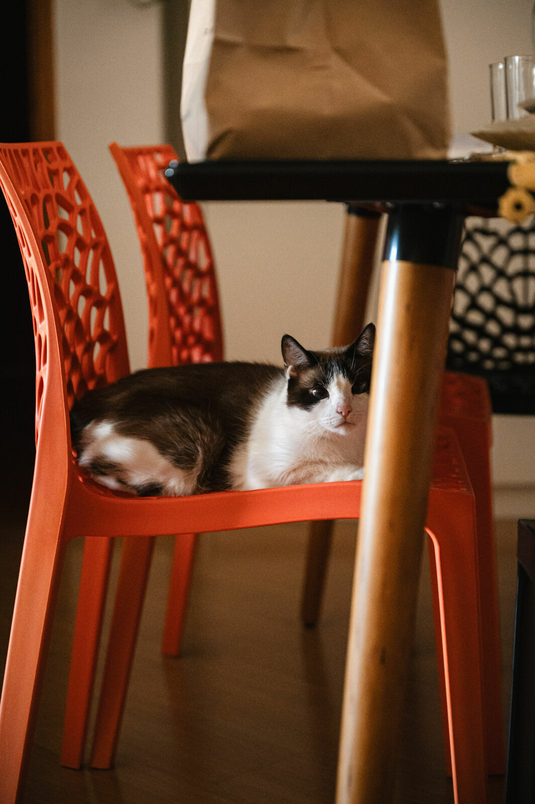 Foto ensaio prewedding padaria casa bauru iana evandro Foto ensaio prewedding padaria casa bauru iana evandro - Imagem 12